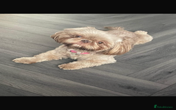 Shih Tzu dogs for sale: Imperial shih tzu puppies  - Image 4