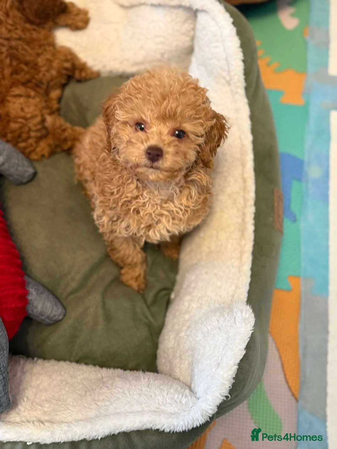 Toy Poodle dogs for sale: Gorgeous tiny toy poodle puppies  - Advert 2
