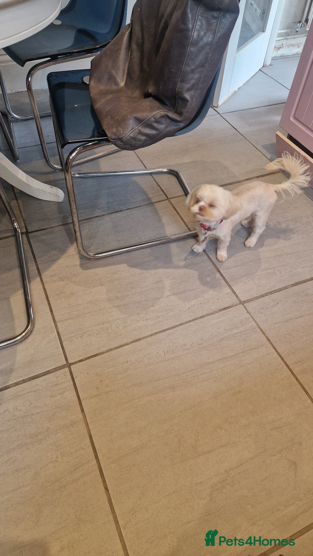Shih Tzu dogs for sale: 9 month old female Shihtzu  - Image 2