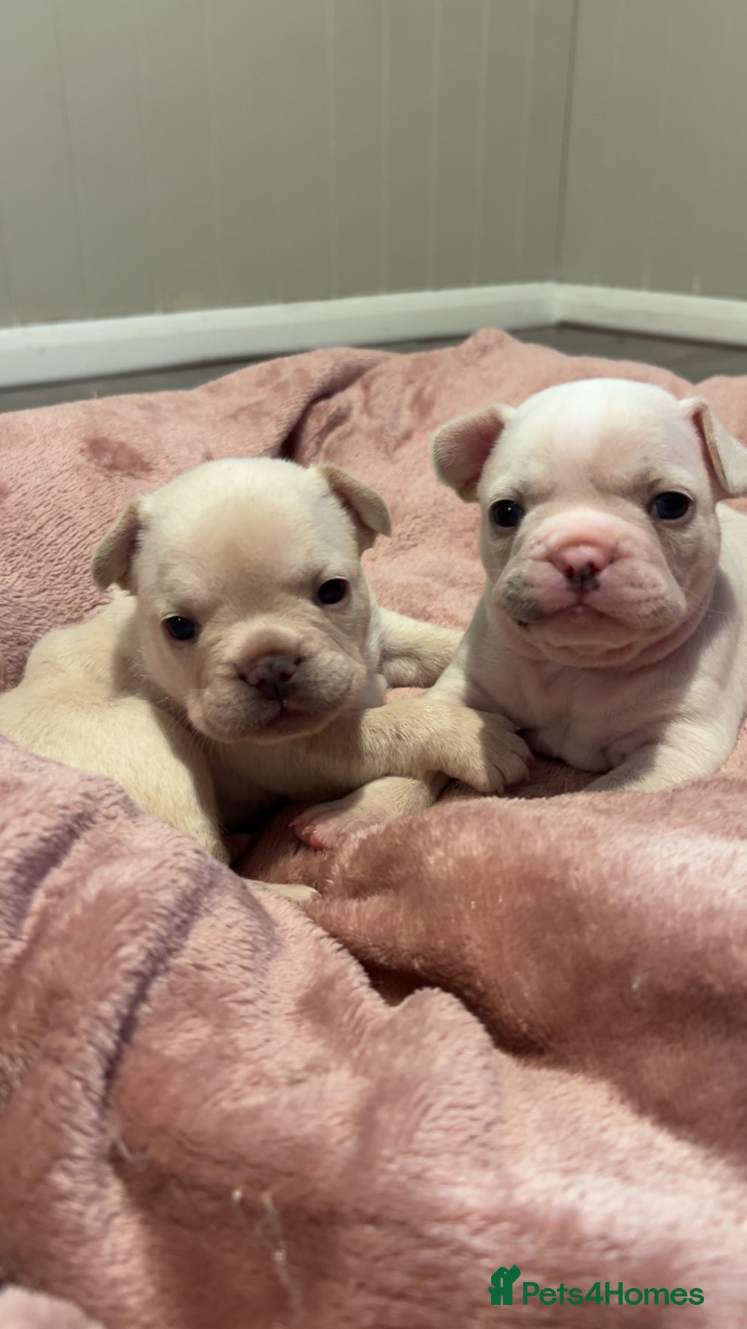 French Bulldog dogs for sale: last girl ready to leave now 🐾⚡️ - Advert 19