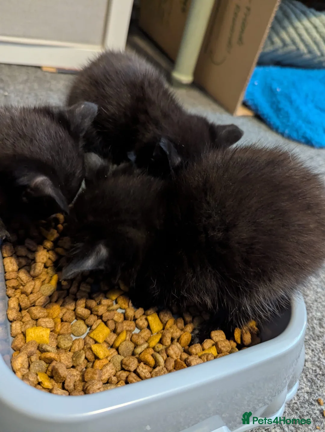 Mixed Breed cats for sale: One male and one female kitten  - Advert 2