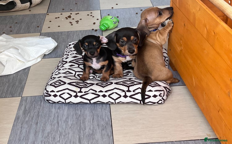 Mixed Breed dogs - Advert 1