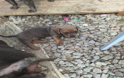 Mixed Breed dogs for sale: Beautiful litter of dachshund mix puppies  - Image 9