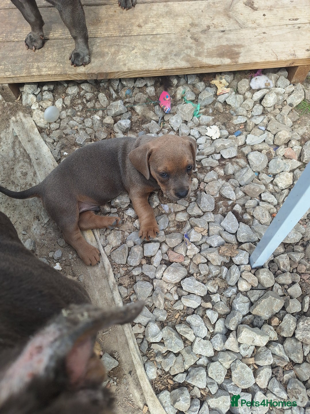 Mixed Breed dogs for sale: Beautiful litter of dachshund mix puppies  - Image 9