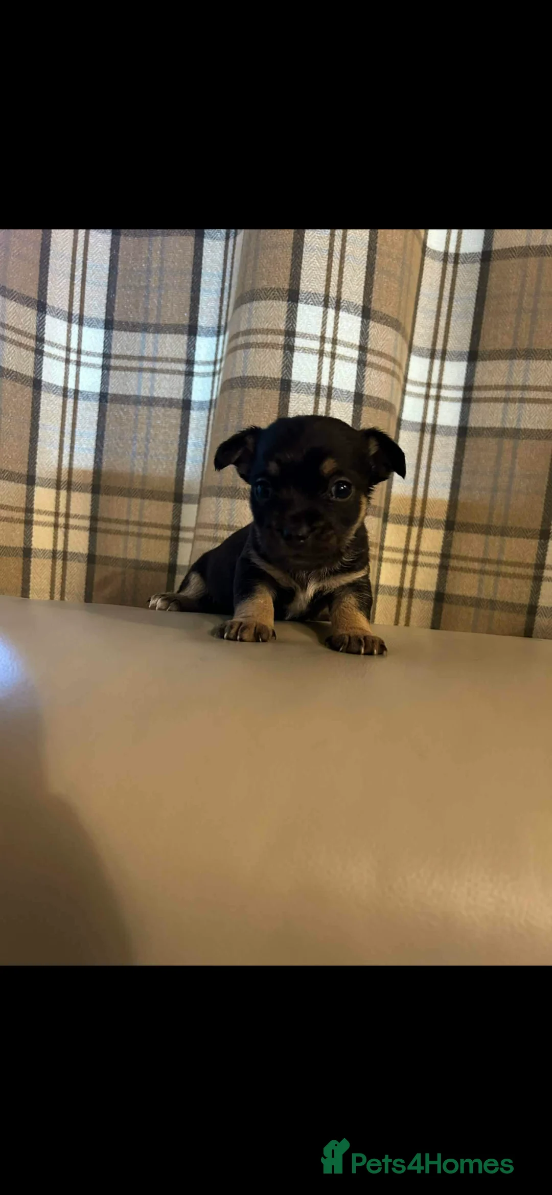 Chorkie dogs for sale: Chorkie Puppies - Advert 11