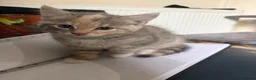 Mixed Breed cats for sale: Mixed breed kittens  - Advert 7