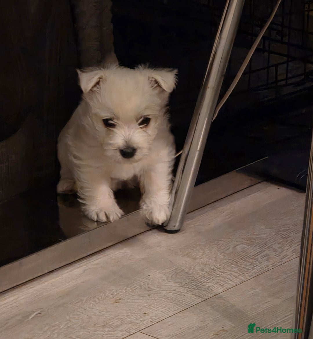 West Highland Terrier dogs for sale: Strong full of life and joy girls KC registered  - Advert 15