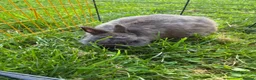 Netherland Dwarf rabbits for sale: Beautiful boys. Great with kids and adults  - Advert 1