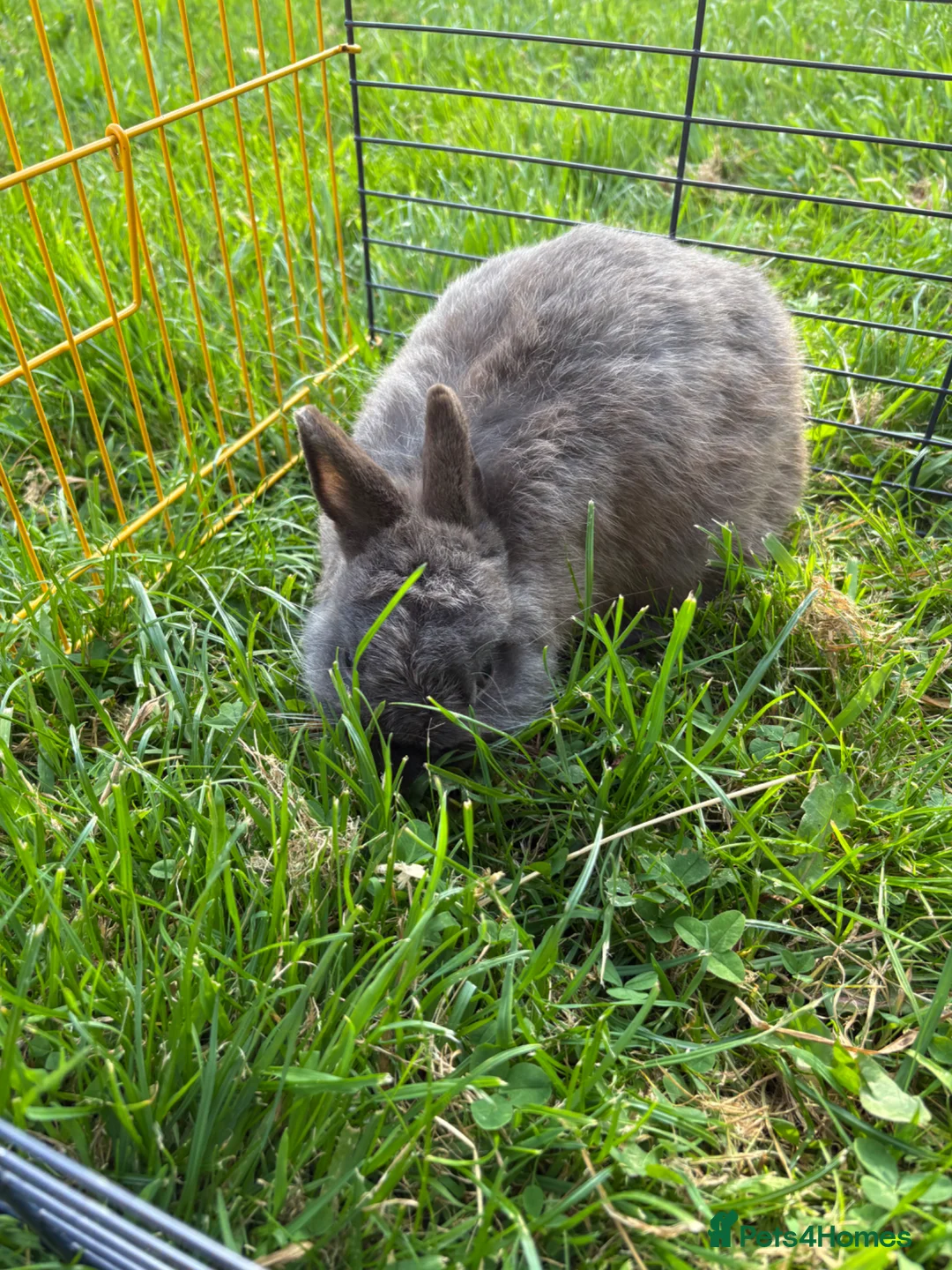 Netherland Dwarf rabbits for sale: Beautiful boys. Great with kids and adults  - Advert 1