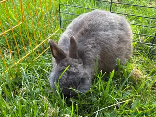 Netherland Dwarf rabbits Beautiful boys. Great with kids and adults - Advert 2