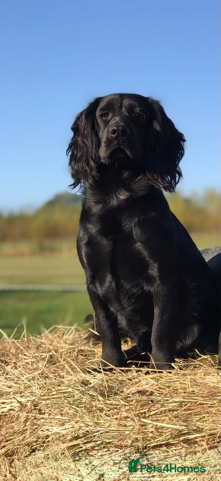 Cocker Spaniel dogs for stud: Working cocker spaniel up for stud - Advert 1