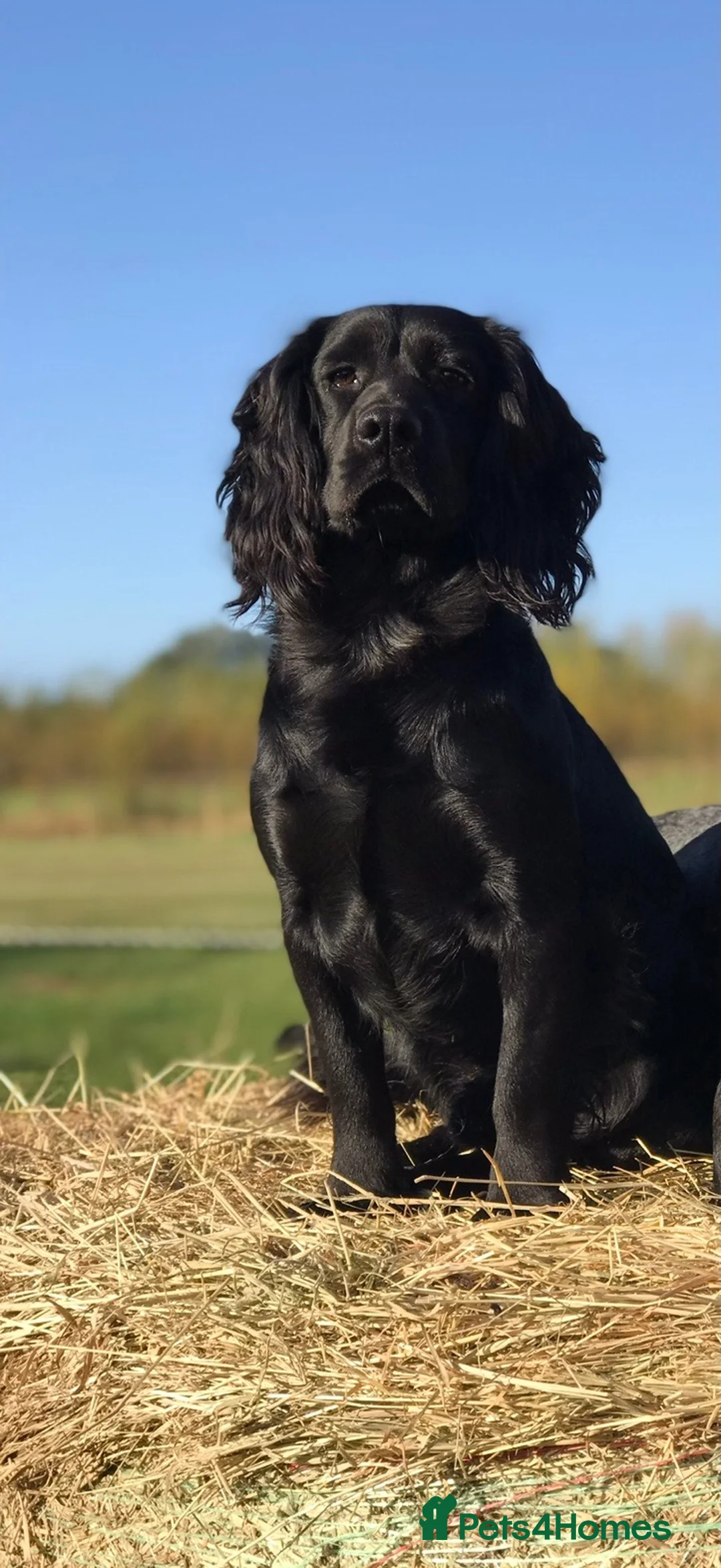Cocker Spaniel dogs for stud: Working cocker spaniel up for stud - Advert 1
