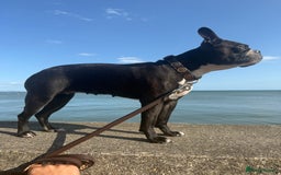 Boston Terrier dogs for sale: Exceptional Blue Boston Terrier Puppies 💙🐾 - Image 26