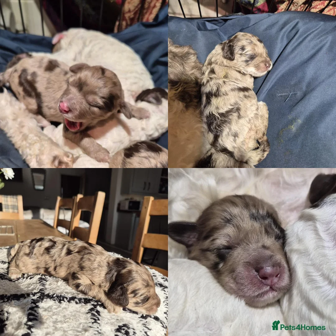 Cockapoo dogs for sale: Stunning F2B cockapoos - Advert 8