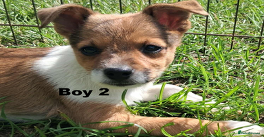 Jack Russell dogs - Advert 7