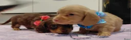Miniature Dachshund dogs for sale: Sweetest Longhaired/One S.Haired Mini's 🤎🐾 - Advert 5