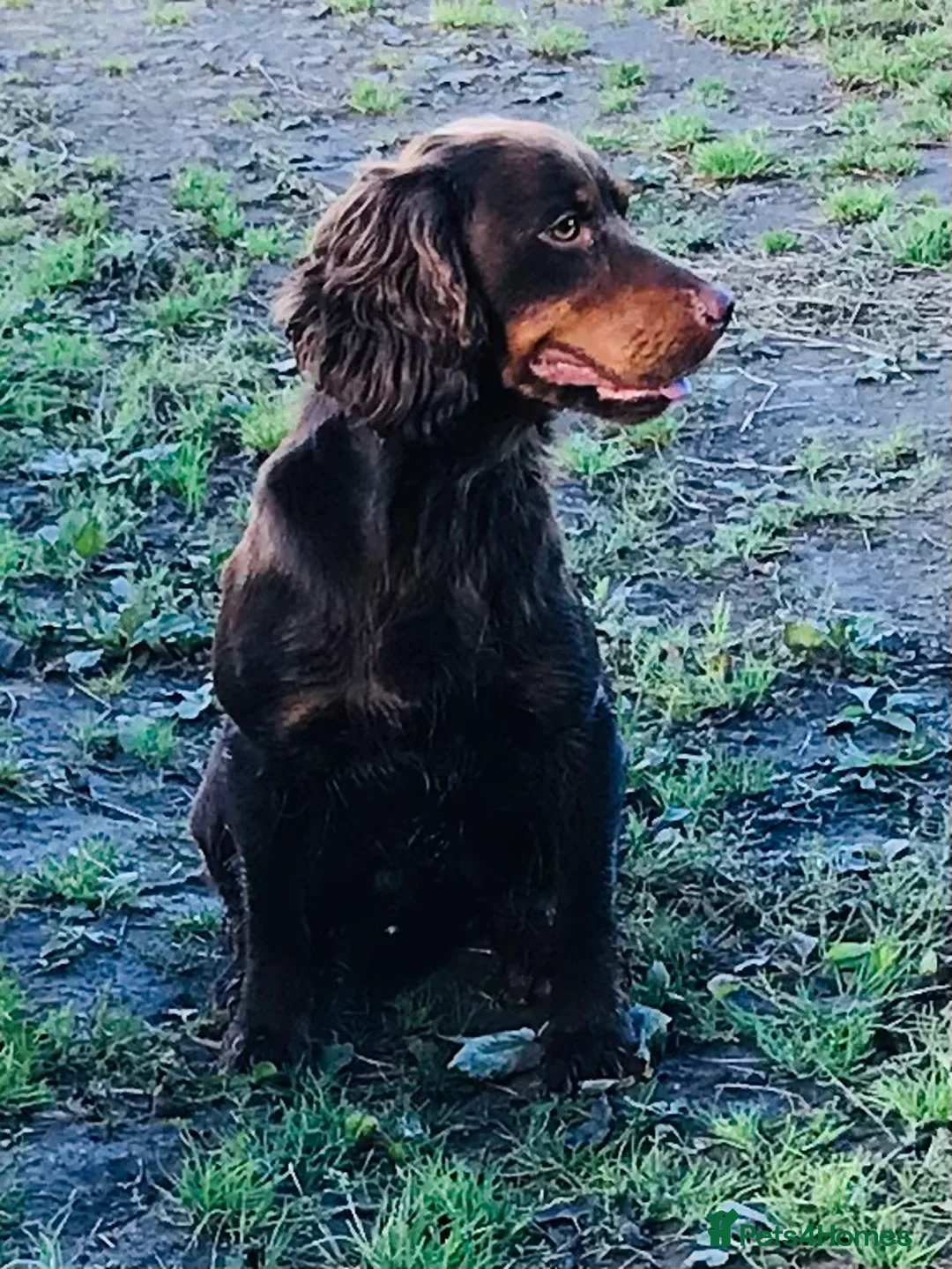 Cocker Spaniel dogs for stud: kc reg health tested working cockers - Advert 8