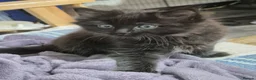Ragdoll cats for sale: BSH Ragdoll mix in Luton - Advert 24