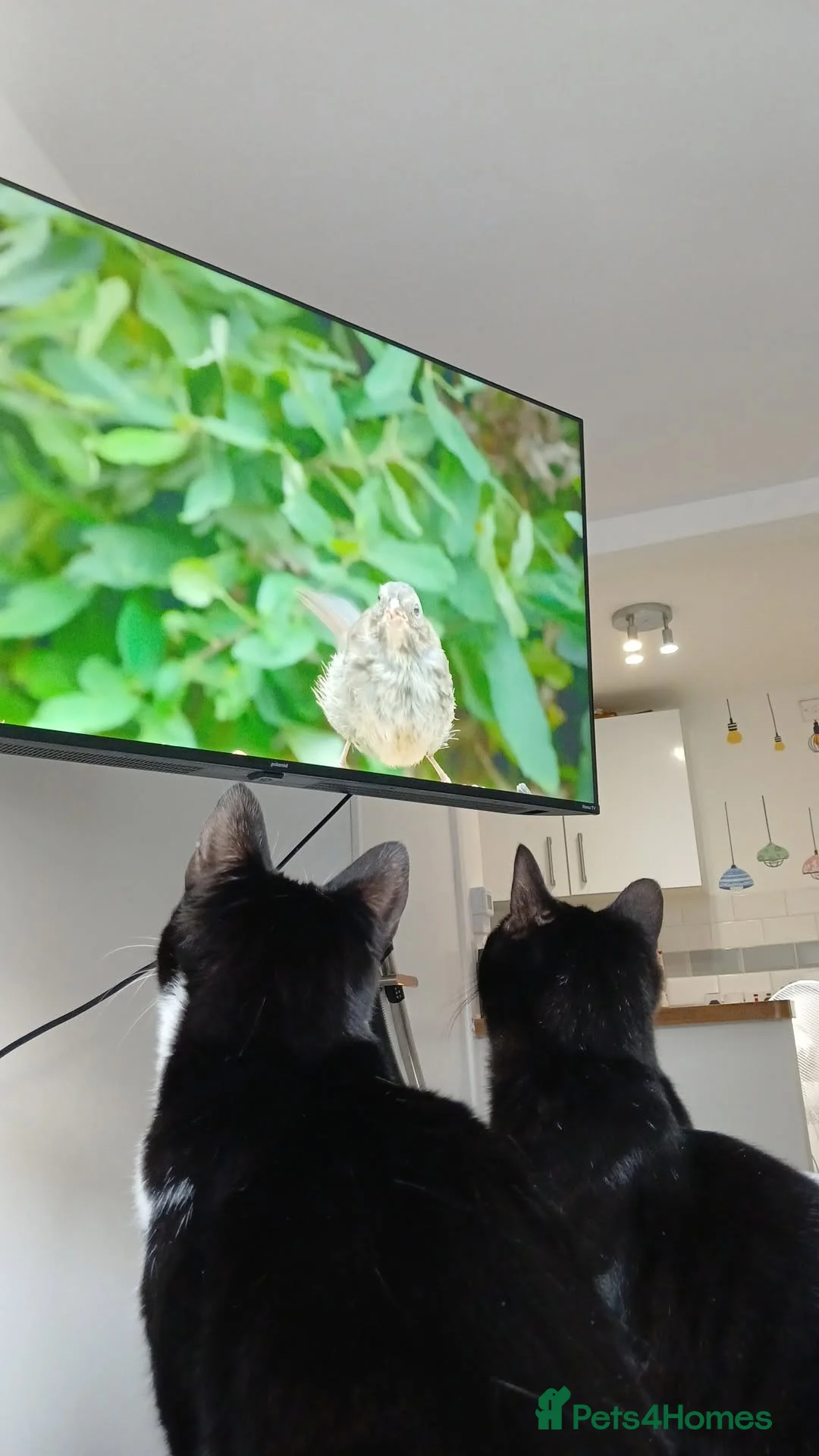 British Shorthair cats for sale: CLADS AND SPICY - Advert 1