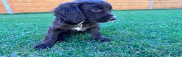 Cockapoo dogs for sale: Cockapoo Babies 🐾🐾🐾 - Advert 5