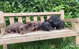 Miniature Dachshund dogs for sale: miniature Dasher - Image 4
