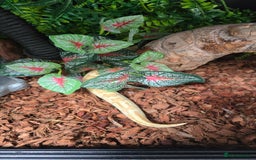 Python Snake reptiles for sale: Ball Python + full set up - Image 12