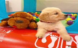 Golden Retriever dogs for sale: 🦮🐕‍🦺golden retriever puppies for sale  🐶 - Image 3