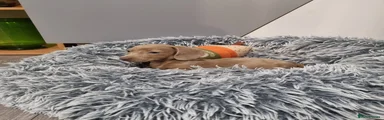 Dachshund Puppy 3