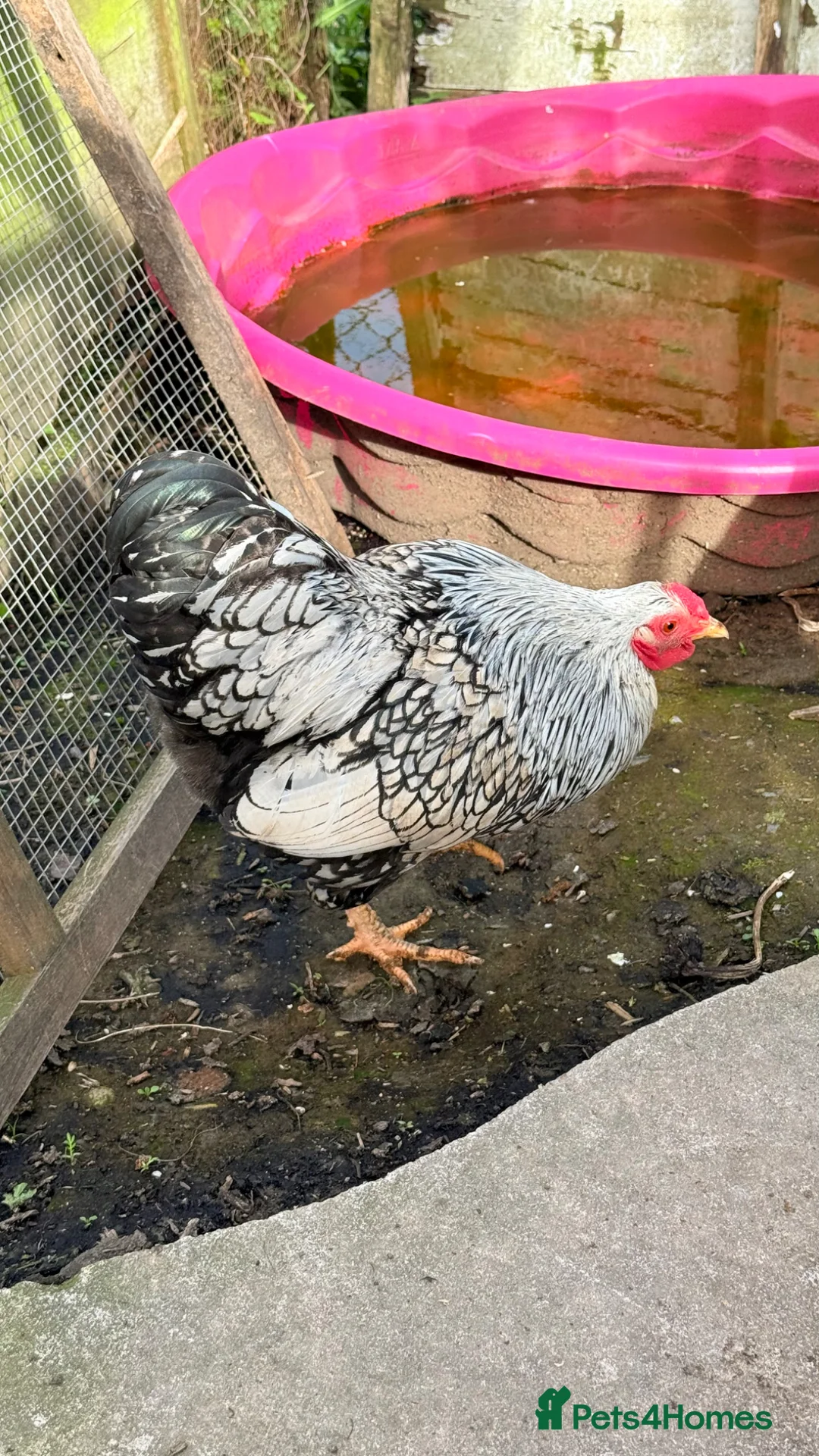 Chickens poultry for sale: Silver laced Wyandotte bantam cockerel rooster  - Advert 1