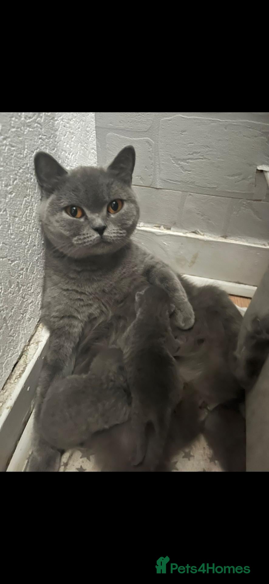 British Shorthair cats British short hair girls - Advert 1