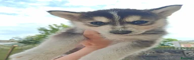 Pomsky Puppy 3