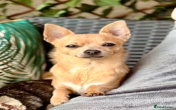 Chihuahua dogs for sale: Beautiful Chihuahua Boys - Image 16