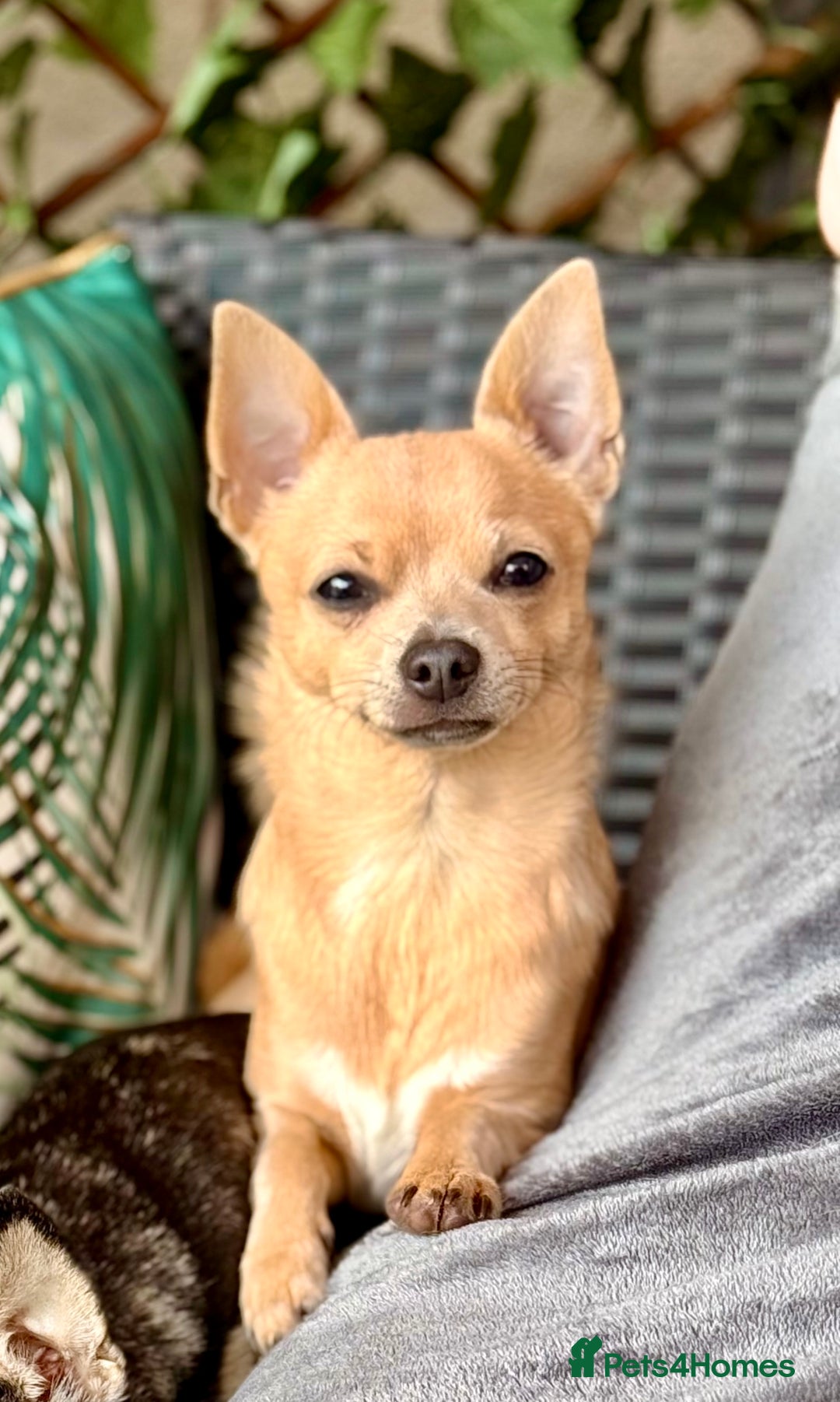 Chihuahua dogs for sale: Beautiful Chihuahua Boys - Image 16