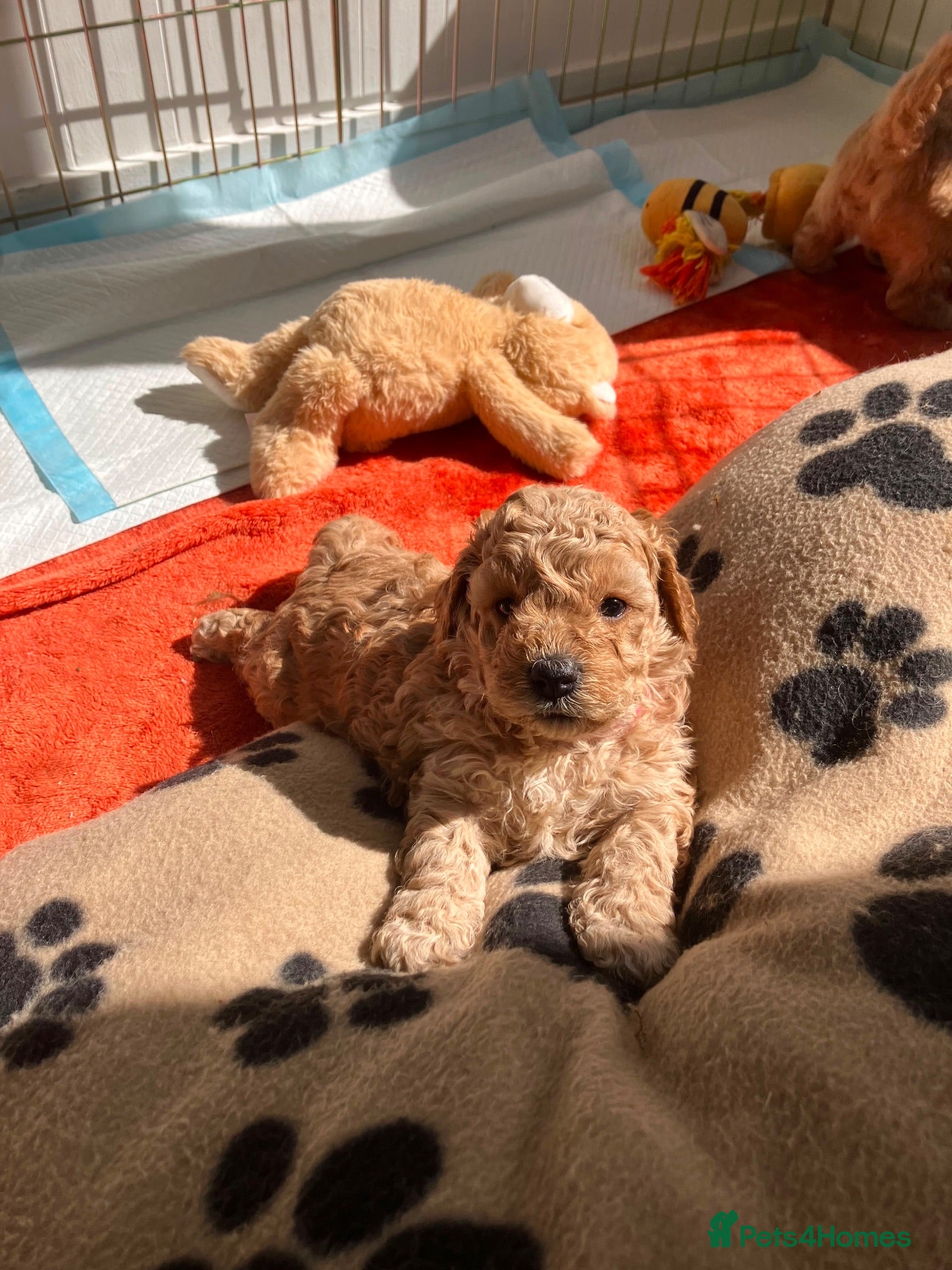Mixed Breed dogs Beautiful Cavapoochon Puppies for sale - Advert 1