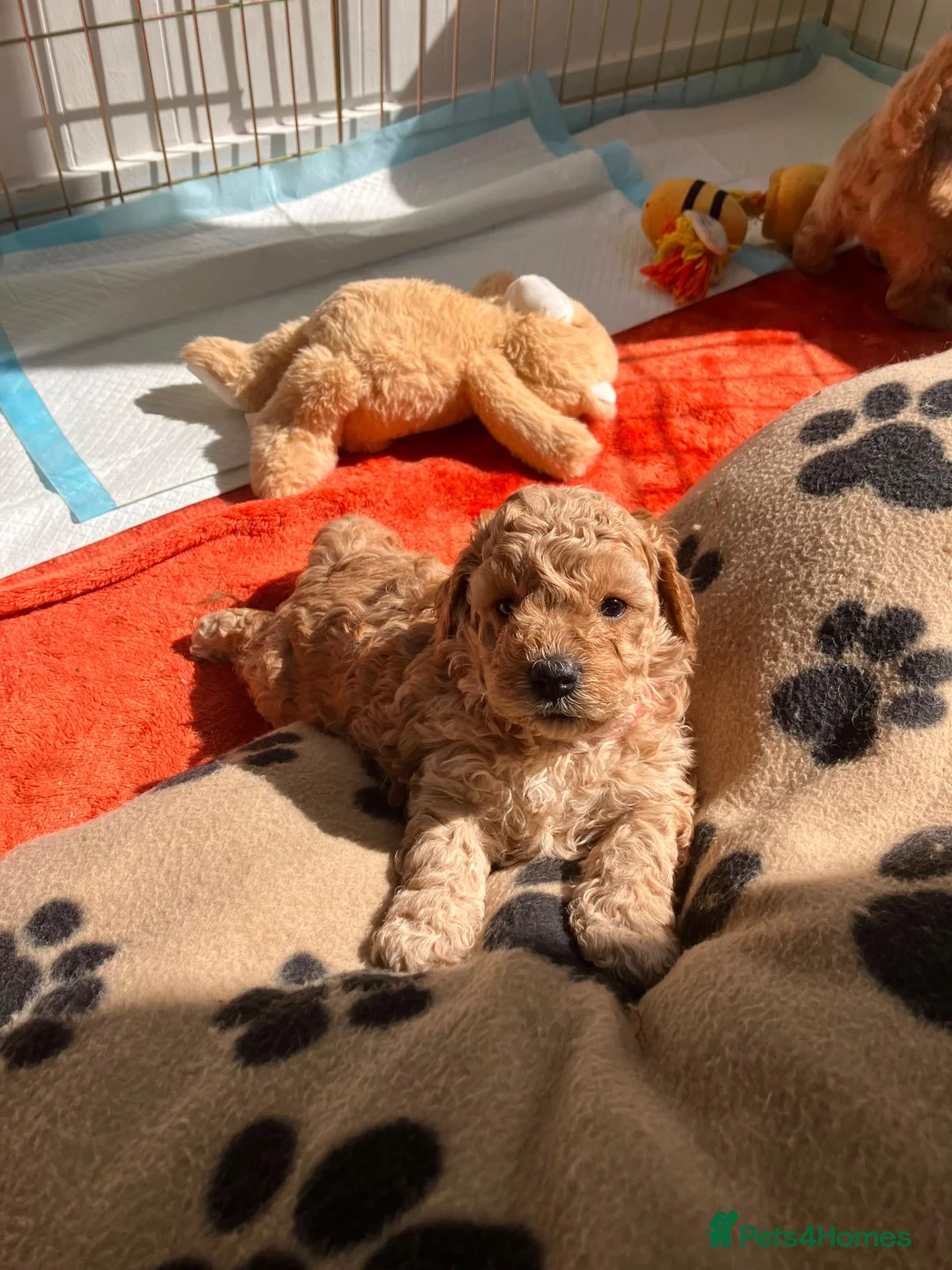 Mixed Breed dogs for sale: Beautiful Cavapoochon Puppies for sale - Advert 2