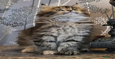 Maine Coon cats - Advert 2