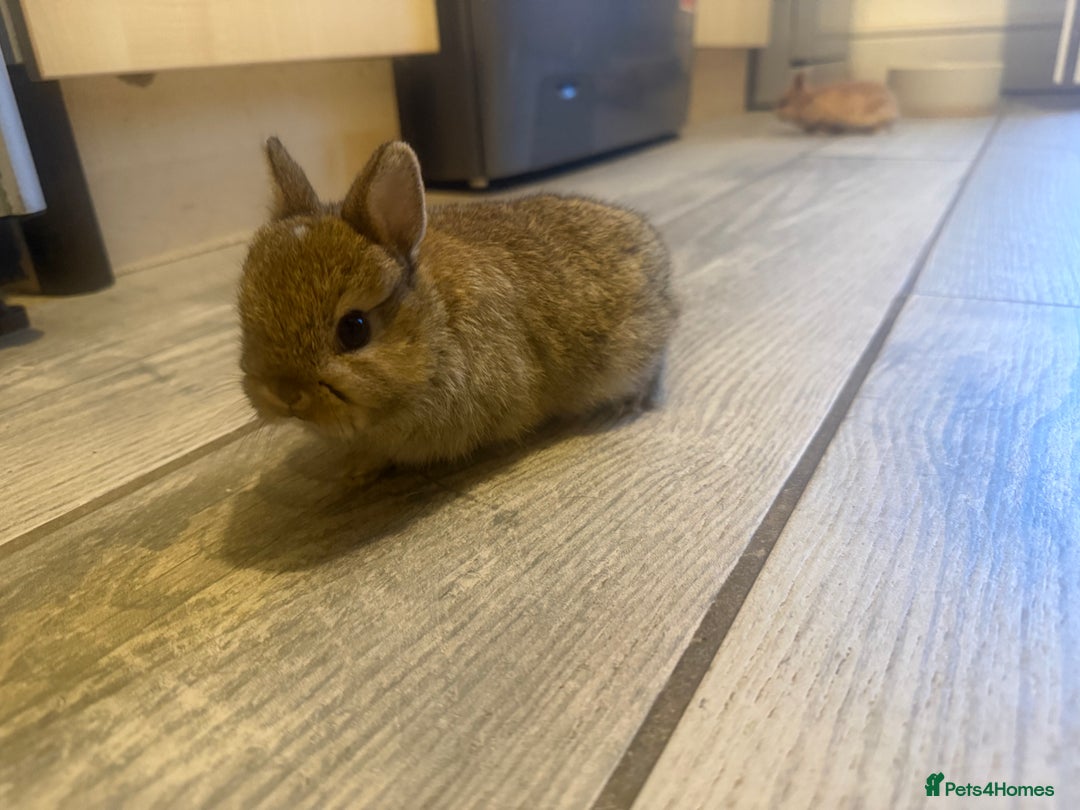 Netherland Dwarf rabbits for sale: Agouti netherland dwarf babies - Image 3