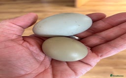 Chickens poultry for sale: Hatching eggs  - Image 3