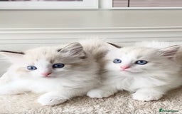Ragdoll cats for sale: INDOOR TWO MALE GCCF REGISTERED RAGDOLL KITTENS - Image 5