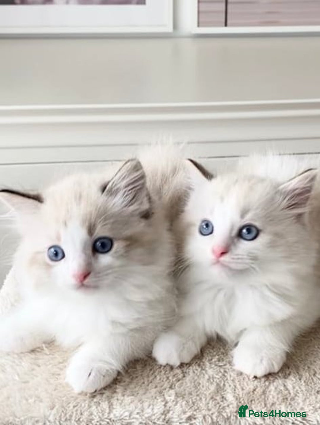 Ragdoll cats for sale: INDOOR TWO MALE GCCF REGISTERED RAGDOLL KITTENS - Image 5