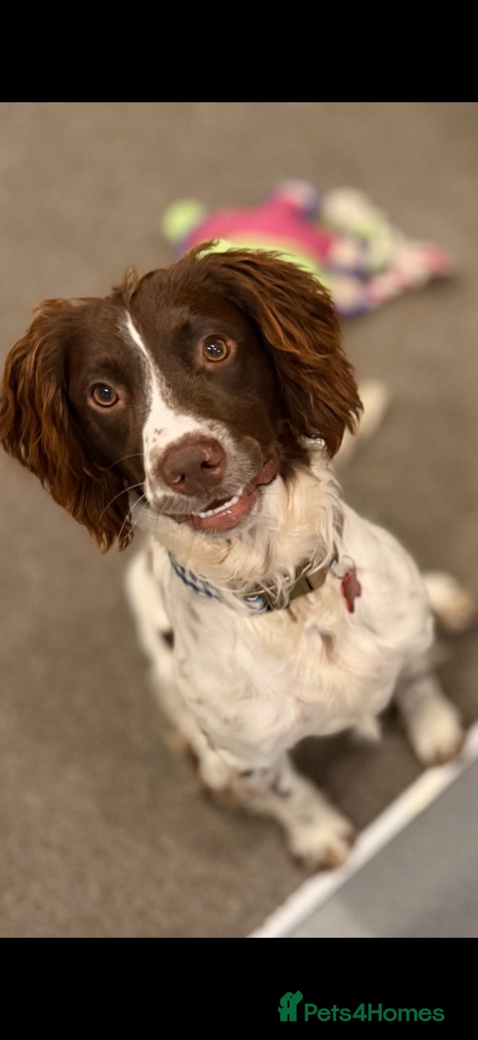 English Springer Spaniel dogs Springer Spaneil - Advert 5