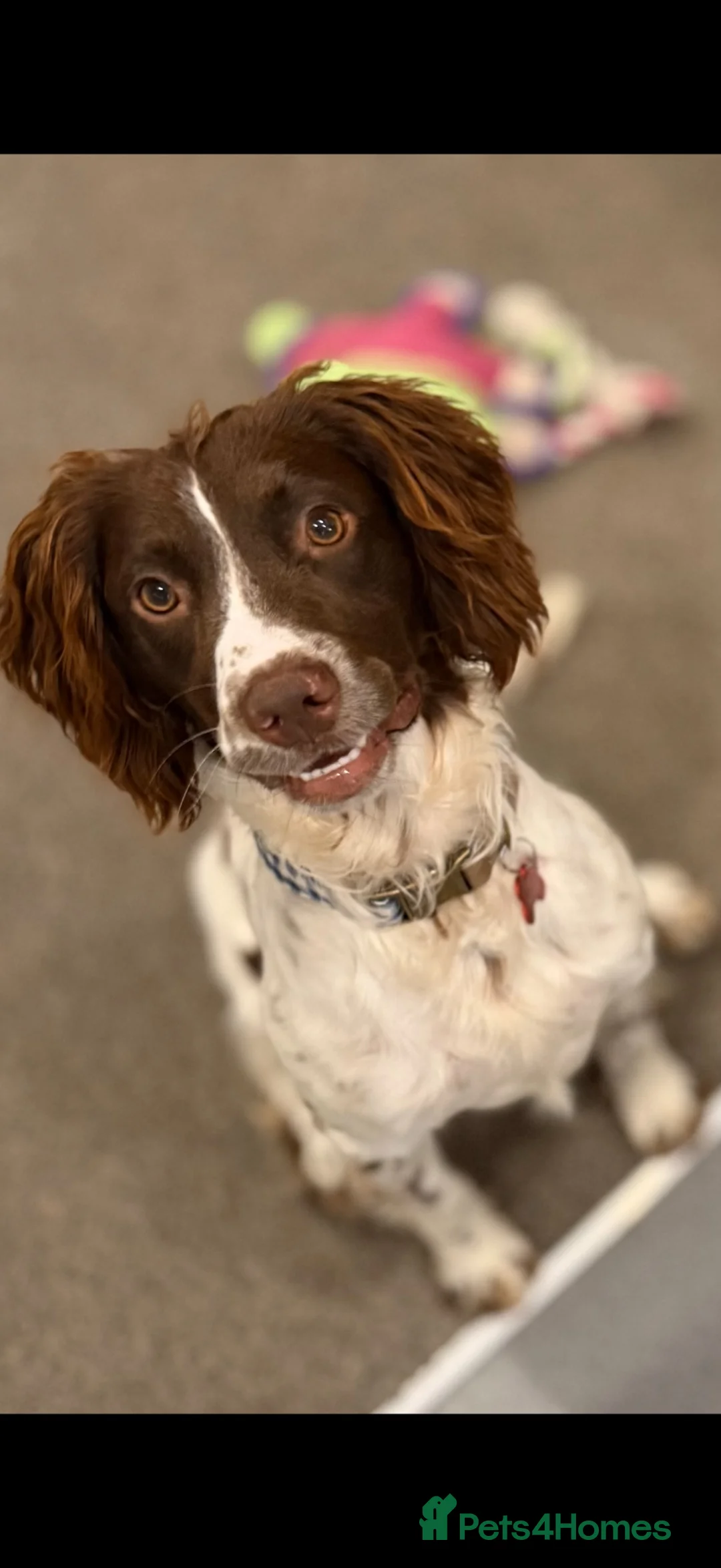 English Springer Spaniel dogs for sale: Springer Spaneil - Advert 1