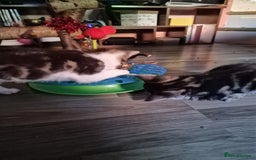 Mixed Breed cats for sale: Kittens  - Image 1
