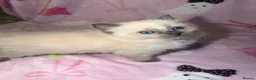 Mixed Breed cats for sale: Ragdoll cross gorgeous kittens  - Advert 11