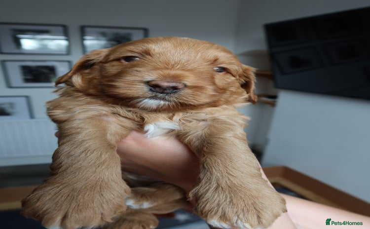Aussiedoodle dogs in Middlesbrough - Advert 2