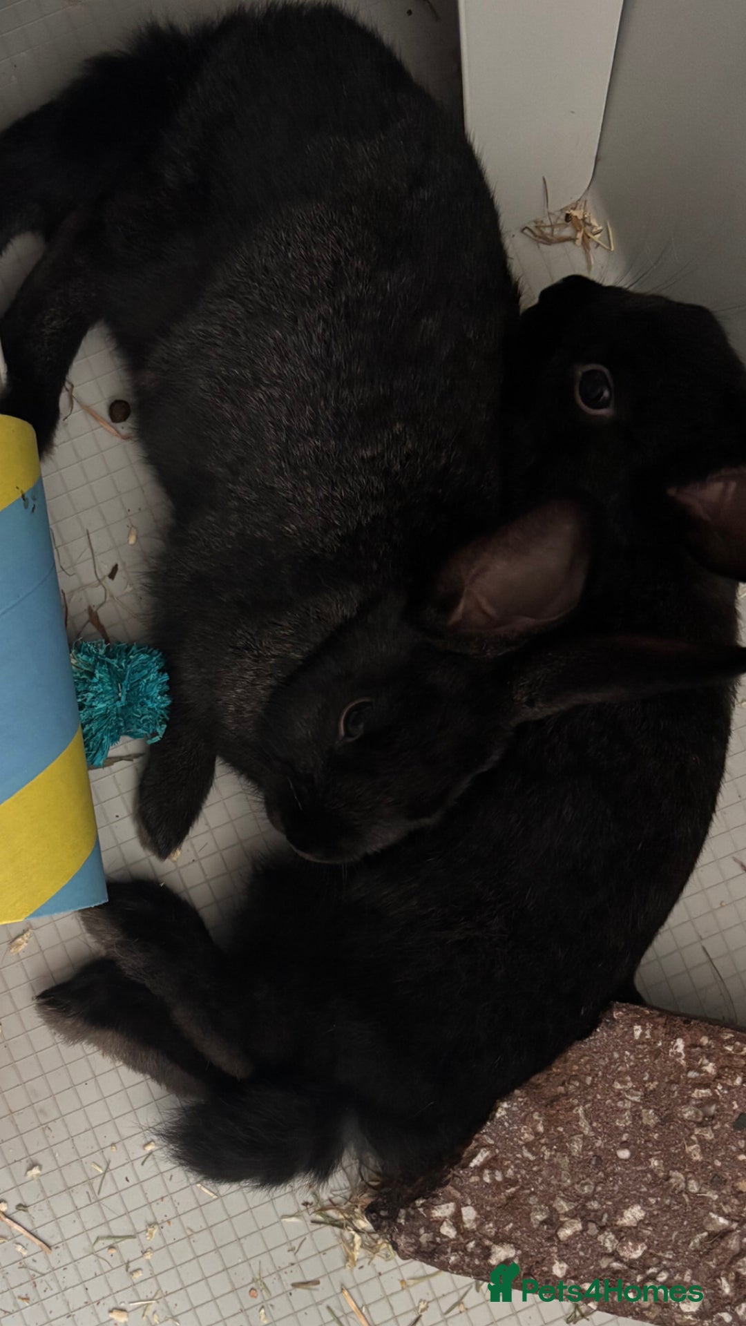 Mini Lop rabbits for sale: Two Mini Lop Bunnies  - Advert 2