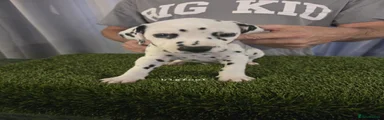 Dalmatian 2