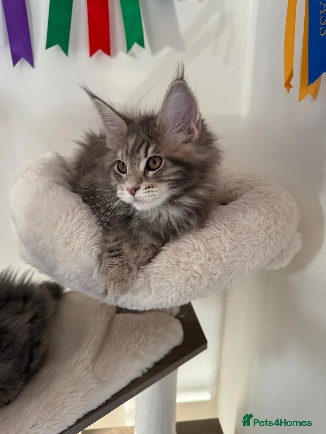 Maine Coon cats for sale: Beautiful GCCF registered Maine coon Kittens  - Advert 26