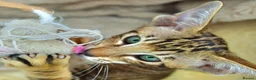 Siamese cats for sale: Stunning GCCF Siamese & Oriental Kittens - Advert 27
