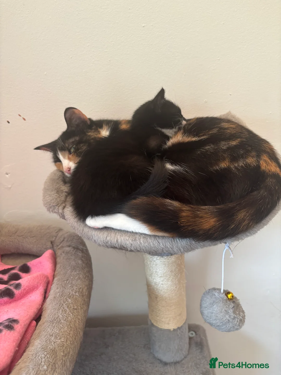 Mixed Breed cats for sale: Male tuxedo kitten  - Advert 2